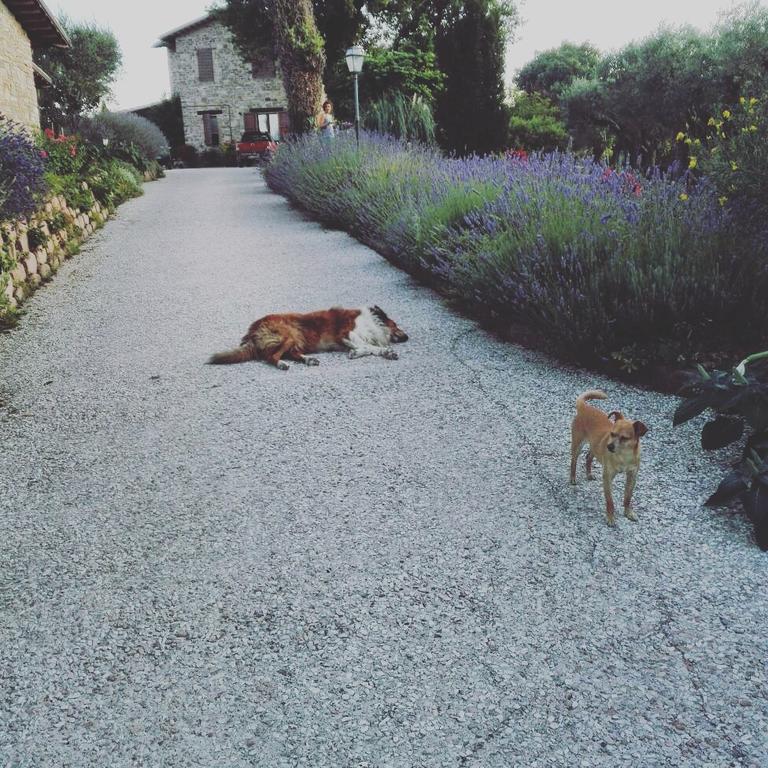 サン・セヴェリーノ・マルケ Casale Il Cerqueto Bed & Breakfast エクステリア 写真